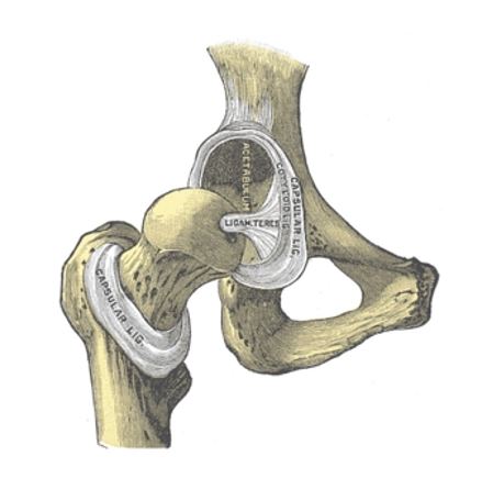 ligamentum teres tear treatment in Melbourne